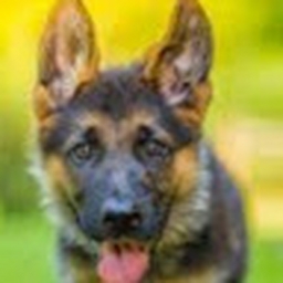 Avatar of user Lil_Playboi