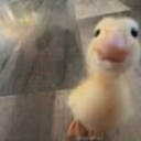 Avatar of user DUCKY12342368