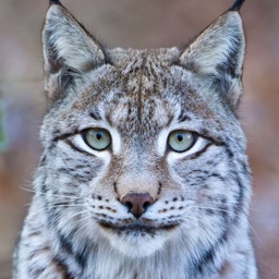 Avatar of user TIGERS LIGHT