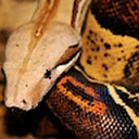 Avatar of user snakebite15