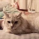 Avatar of user Shafika