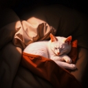 Cover of album melloncolic by THE BIRDS WRIGHT