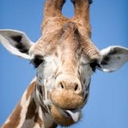 Avatar of user girraffearegood