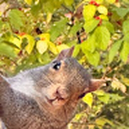 Avatar of user Iipoopiwiis