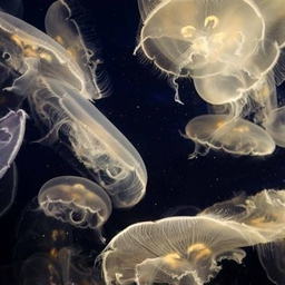 Avatar of user Sirens8myheart