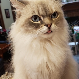 Avatar of user Clovinite