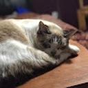 Avatar of user GnatsEatingCheese