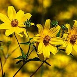 Avatar of user danee428