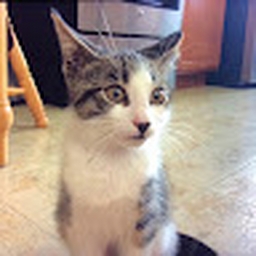 Avatar of user TinTinoThe3rdJR