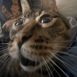 Avatar of user vanillaimps