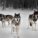 Avatar of user Starfire8580