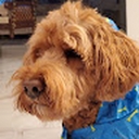 Avatar of user knightrohan10