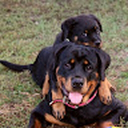 Avatar of user noel-14