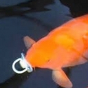 Avatar of user Ermsthisisfishy