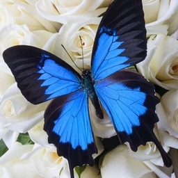 Avatar of user Sage Williams