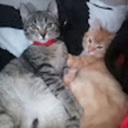 Avatar of user haringa