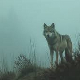 Avatar of user blackshadows