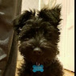 Avatar of user ticklegoblin