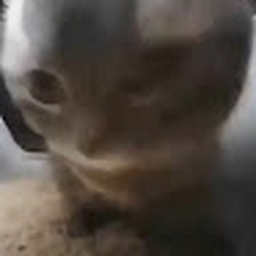 Avatar of user asdasdasr12312511