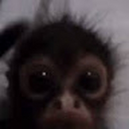 Avatar of user babapiro123