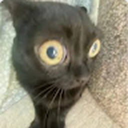 Avatar of user urbaldifulistentothegoverment