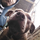 Avatar of user pinchenakel664