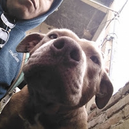 Avatar of user pinchenakel664