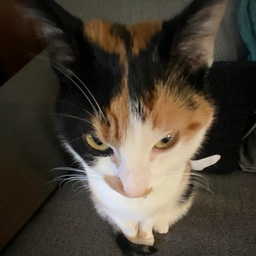 Avatar of user chark