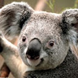 Avatar of user Collunosol