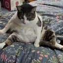 Avatar of user Georgeington George III