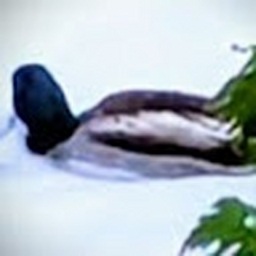 Avatar of user AT_Panda12345