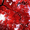 Cover of album Petals by Lemon Squeezer