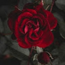 Avatar of user Reecy101