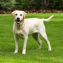 Avatar of user RyanJr