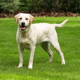 Avatar of user RyanJr