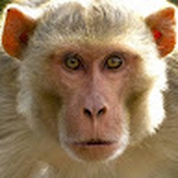 Avatar of user wilfted