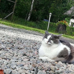 Avatar of user Da-Cating