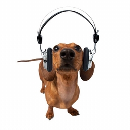 Avatar of user SabinaM143