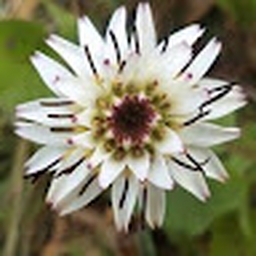 Avatar of user giamusic