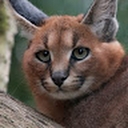 Avatar of user Karaul