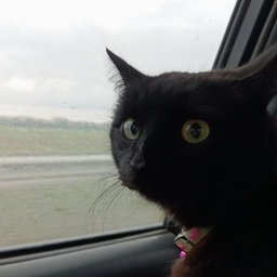 Avatar of user johnny_second_hand