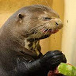 Avatar of user Otter_0