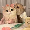 Cover of album MEDYS<33 by summer/luna/xluvxan