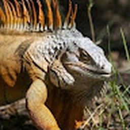 Avatar of user hazmasks