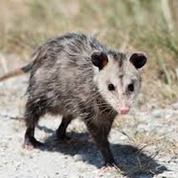 Avatar of user MythicalPossumMusic