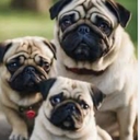 Avatar of user Sofiathebest1234