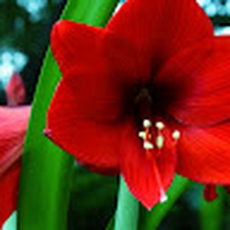 Avatar of user songrammy