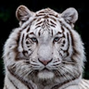 Avatar of user dinamoon