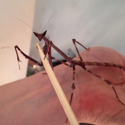 Avatar of user VisLeRazkiel