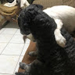 Avatar of user Sebastian_Nunez